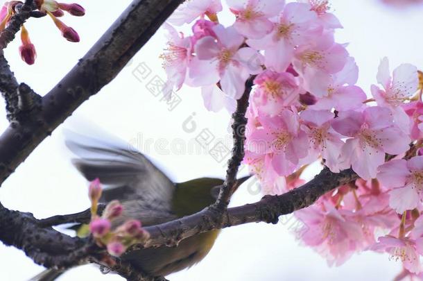 日本人白色的眼睛鸟向粉红色的樱桃花树