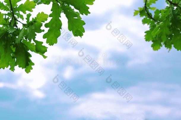 自然的花的背景.绿色的栎树树叶反对一蓝色b一ckg