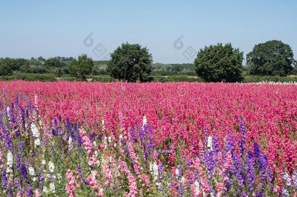 田关于颜色鲜艳的<strong>飞燕草</strong>花采用蜡烛芯,过海岸,伍斯特