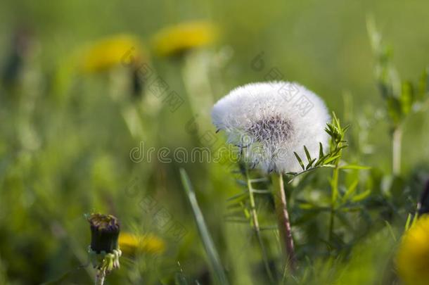 特写镜头照片关于美丽的停息的白色的膨胀的<strong>花谢谢</strong>