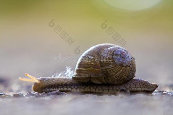 关-在上面关于大的陆地的蜗牛和棕色的壳缓慢地爬行