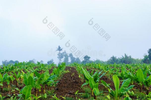 香蕉种植园.香蕉农场.年幼的香蕉植物采用乡下的久远地