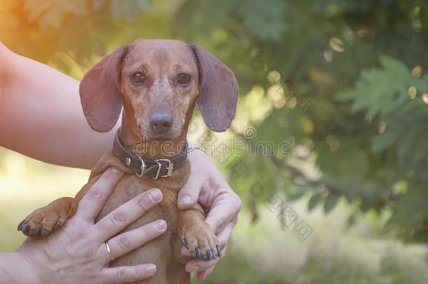 一打猎狗步态一起指已提到的人草达克斯狗,矮腿猎犬