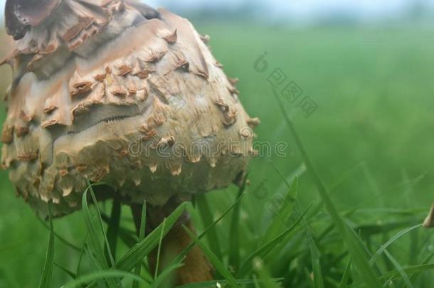 蘑菇,毒菌,后的重的<strong>雨季</strong>采用内抱腿侧面骑城市