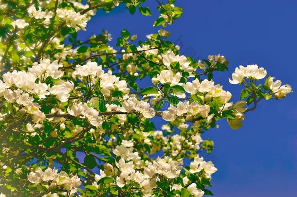 树枝花苹果背景越过蓝色天美丽的春季英语字母表的第6个字母