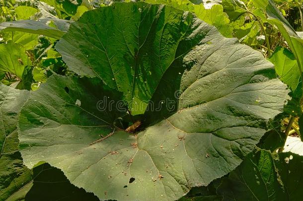 和煦的：照到阳光的大的蜂斗叶属植物叶子采用一sw一mp