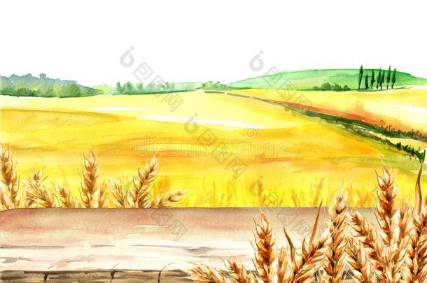 小麦田和空白的板.夏乡下的风景.水彩