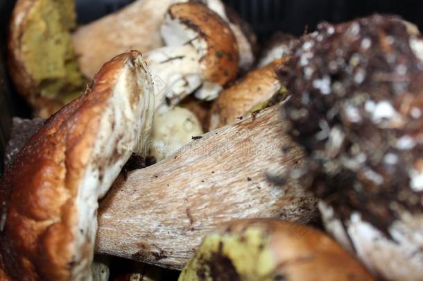 牛肝菌蘑菇,新鲜的牛肝菌属真菌可食的