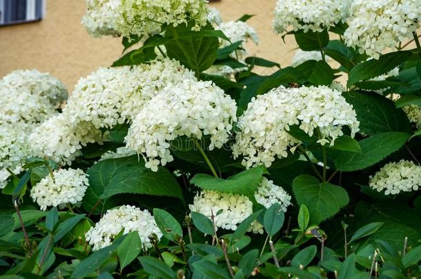 白色的八仙花属花