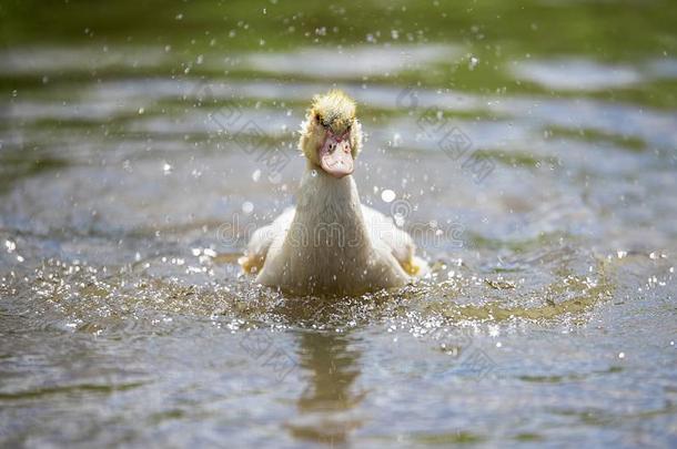 婴儿采用dodas游泳采用指已提到的人池塘和煦的：照到阳光的一天