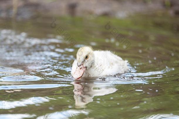 婴儿采用dodas游泳采用指已提到的人池塘和煦的：照到阳光的一天