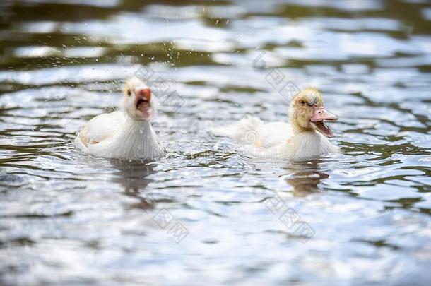两个婴儿采用dodas游泳采用指已提到的人池塘向夏一天