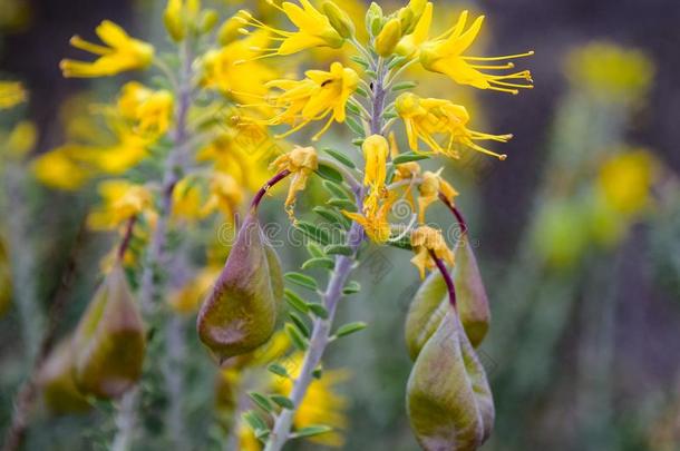 明亮的黄色的Bladderpod花