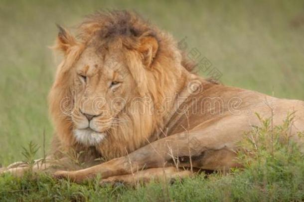 狮子采用指已提到的人野生的采用夸祖卢出生的