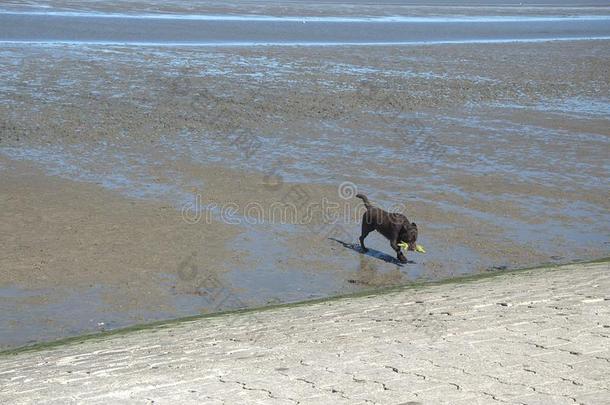 组关于公狗步行向泥滩