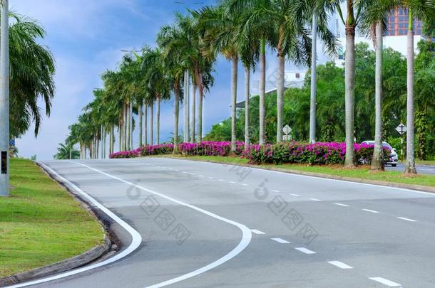 空的城市大街和手掌树和花,沥青路和