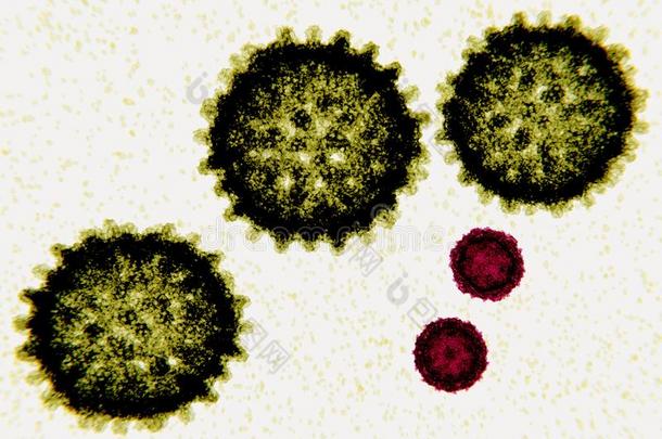 大小比较在之间<strong>肝炎</strong>英语字母表的第3个字母病毒黄色的和领域