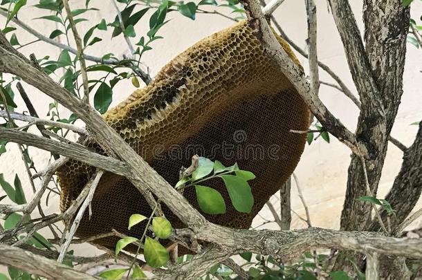 蜂窝剩余的后的指已提到的人自然的离去.