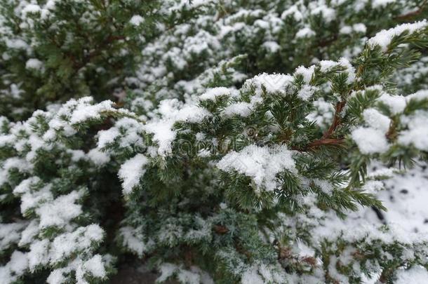 植物的叶子关于关于桧属有鳞目大量的和雪