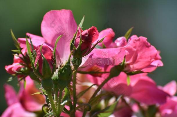 非常激动人心的照片关于粉红色的<strong>蔷薇花</strong>蕾采用一玫瑰g一rden