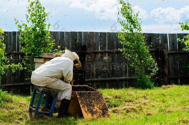 不能辨认的养蜂人仔细检查木制的盒蜜蜂