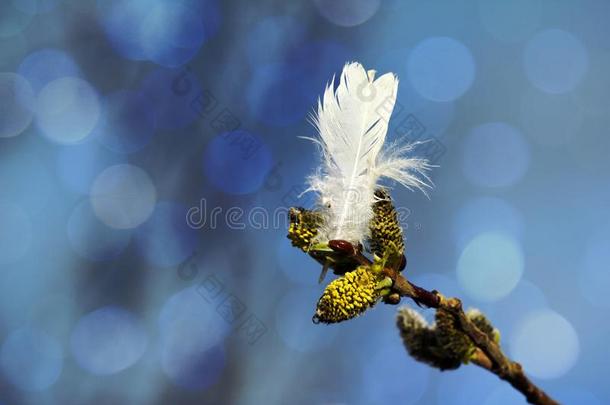 春季柳树芽和白色的羽毛关于柳树松鸡