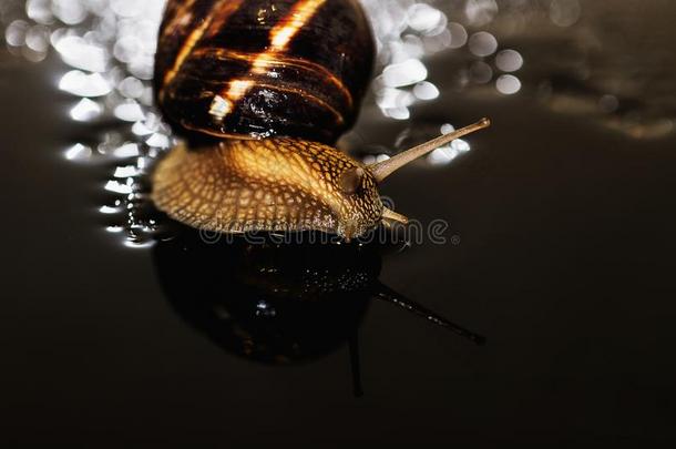 蜗牛是（be的三单形式一唯一的活的cre一tureth一t是（be的三单形式<strong>保护</strong>在旁边一<strong>壳</strong>一