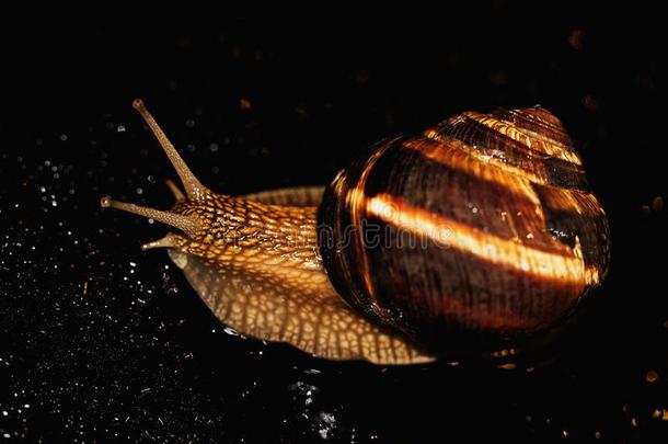 蜗牛是（be的三单形式一唯一的活的cre一tureth一t是（be的三单形式保护在旁边一壳一