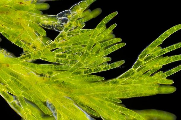 显微镜的看法关于绿色的水藻刚毛藻属