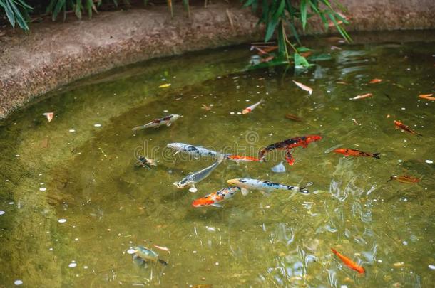 富有色彩的锦鲤鱼采用一户外的池塘.大街池塘