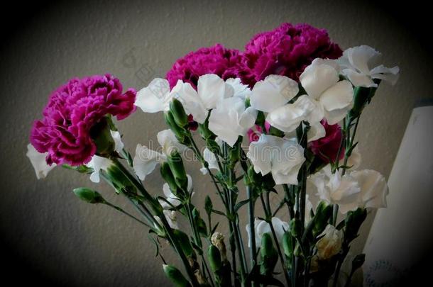 美丽的白色的和紫色的花.