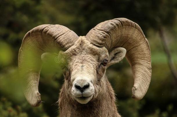 大角羊羊采用美国科罗拉多州