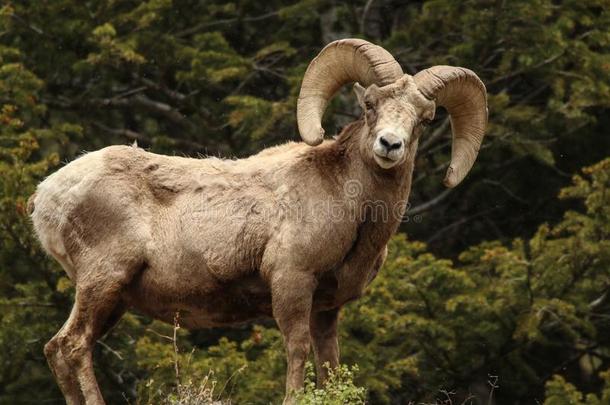 大角羊羊采用美国科罗拉多州
