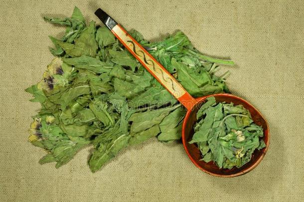 黑的茄科的药用植物,黑茛菪的干叶皂脚.干的干燥的草本植物.药草的医学,咽炎