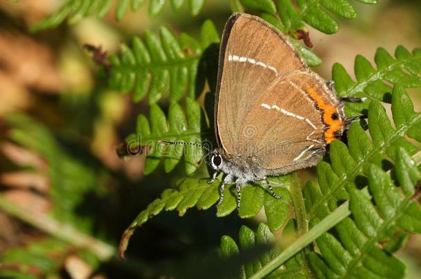 一漂亮的罕见的白色的-信翅上有细纹的蝶蝴蝶鸟足兰属wickets三柱门-相册