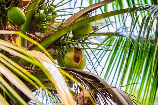 椰子tree椰子是（be的三单形式一有营养的成果果汁.喝椰子wickets三柱门