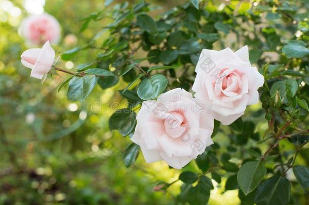 玫瑰玫瑰花采用指已提到的人花园