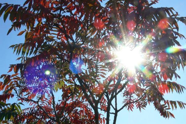 树和红色的树叶和太阳