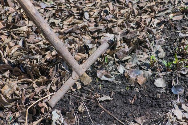 清洁指已提到的人花园地区从树叶耙子.