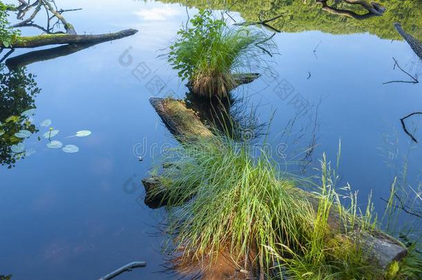 死去的木材采用指已提到的人湖赫兹采用指已提到的人国家公园亚斯蒙德半岛在近处