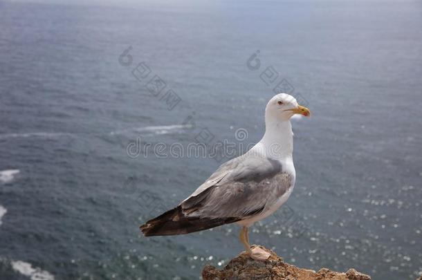 黄色的-有腿的鸥鸥属米哈利斯在阿尔加维征服)海岸.葡萄牙