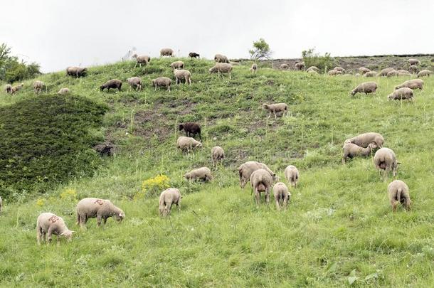 兽群关于羊向山草地采用法国