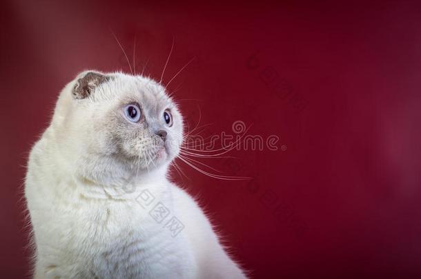 苏格兰的折叠短毛猫颜色点猫向红色的马沙拉白葡萄酒后座