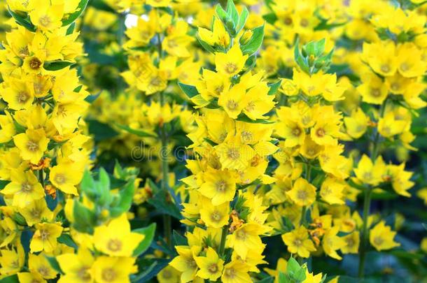 美丽的黄色的钟盛开的采用指已提到的人花园.