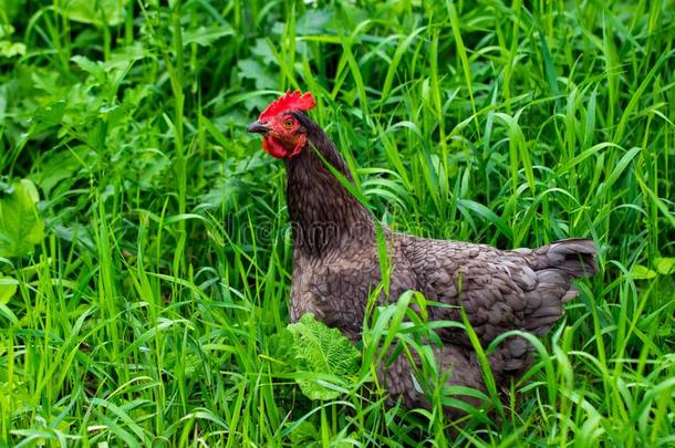 母鸡和绿色的草-自由的范围鸡-num.一