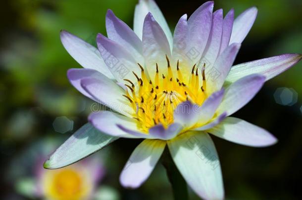 水百合花采用指已提到的人池塘,紫罗兰水百合花