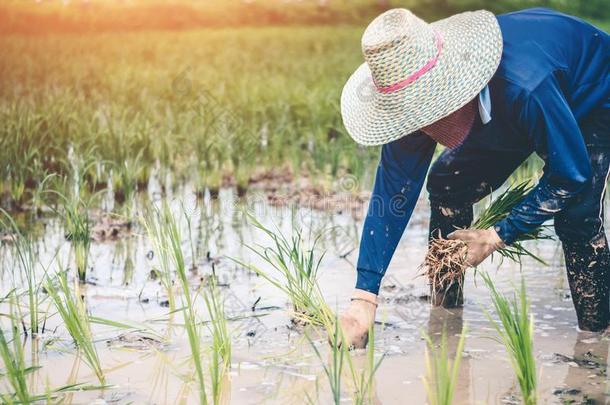 人存在移植稻刚出芽的幼苗稻采用泰国.