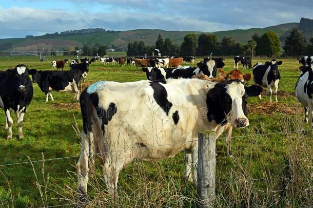 母牛享有晚的下午冬阳光采用北方OtagoPeninsula噢他哥半岛,NewZealand新西兰