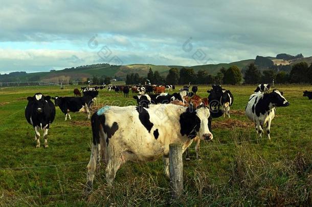 母牛享有晚的下午冬阳光采用北方OtagoPeninsula噢他哥半岛,NewZealand新西兰