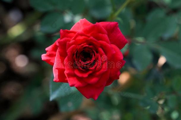 红色的玫瑰,红色的玫瑰s花束和自由的空间为文本,红色的玫瑰